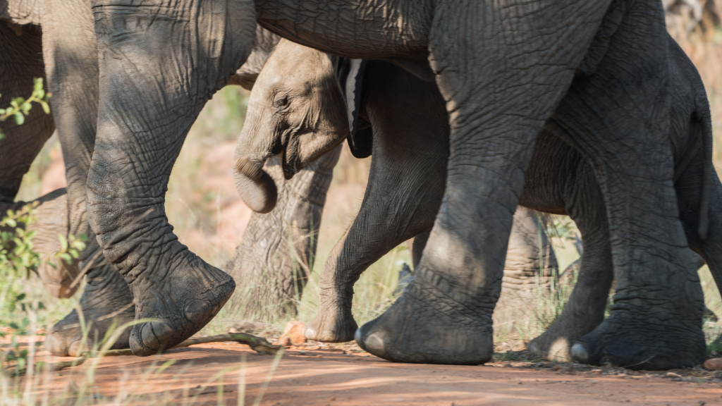 Elephants' feet need not be threatening - Seeing Over the Horizon